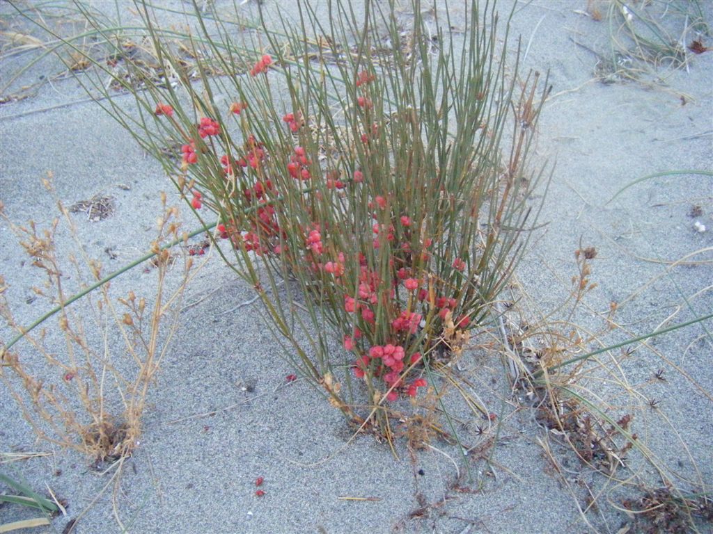 Ephedra distachya / Efedra distachia